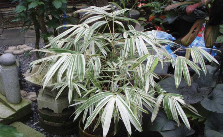 pleioblastus_s-img-1