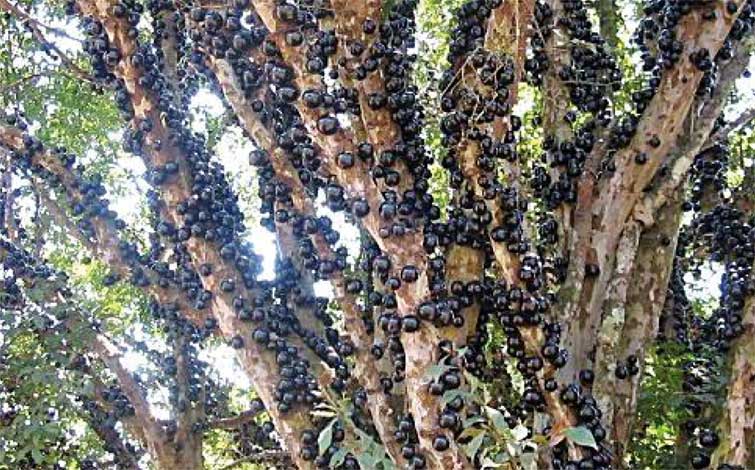 jabuticaba-img-2