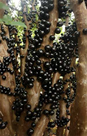 jabuticaba-img-3