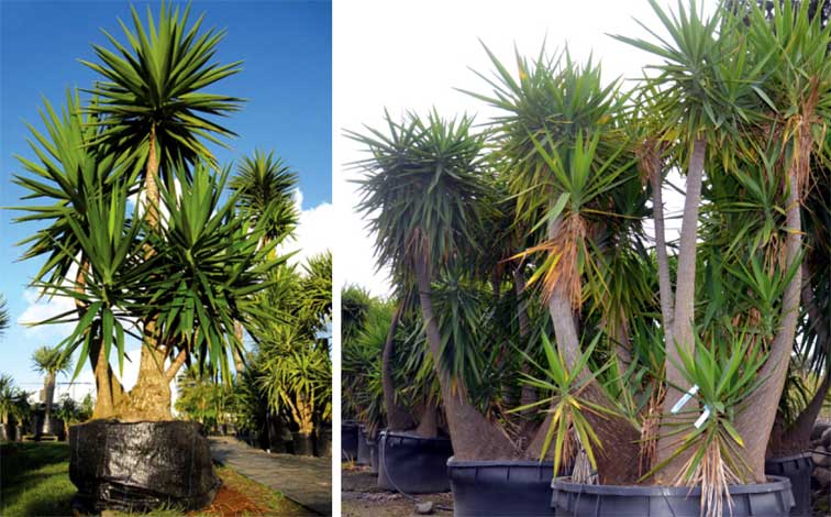 Idea by Rutledge & Company on N W Plants, Landscape, Garden Idea by Rutledge & Company on N W Plants, Landscape, Garden