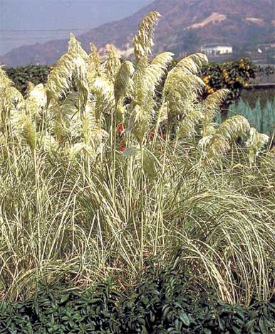 cortaderia_sv-img-2
