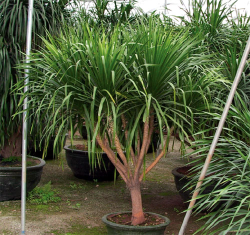 dracaena_i-img-4
