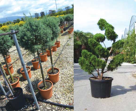juniperus-img-3