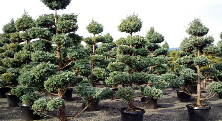 juniperus-img-5