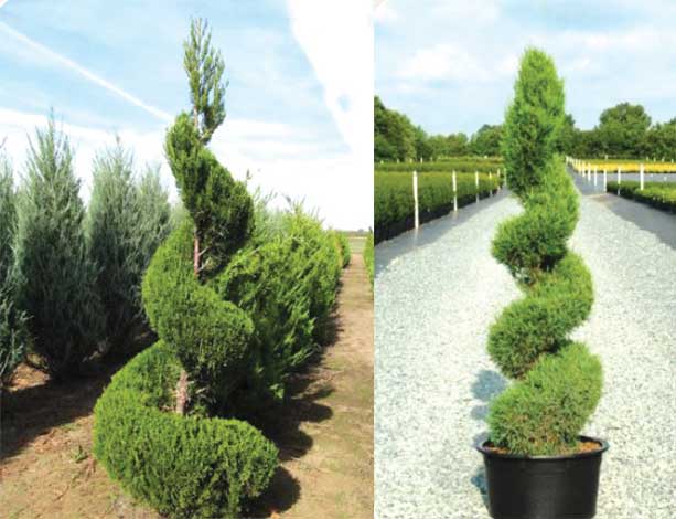 juniperus-img-6