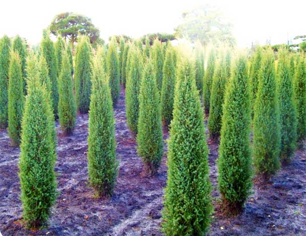 juniperus-img-7