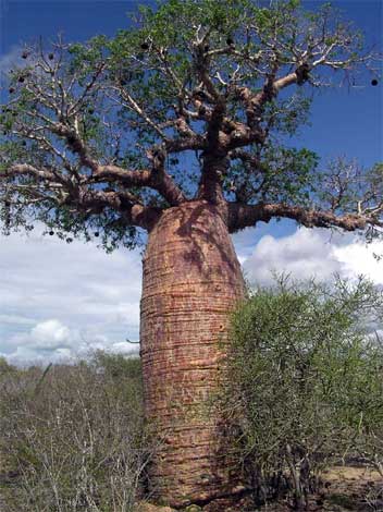 adansonia_r-img-5