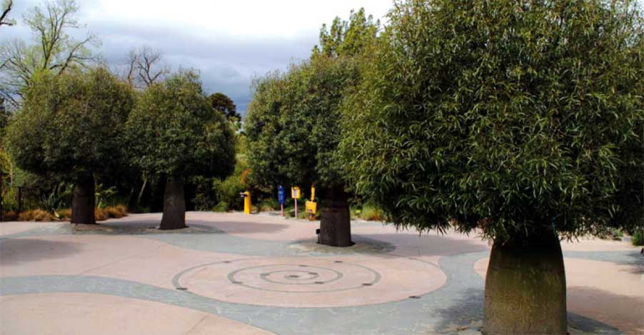 brachychiton_r-img-3